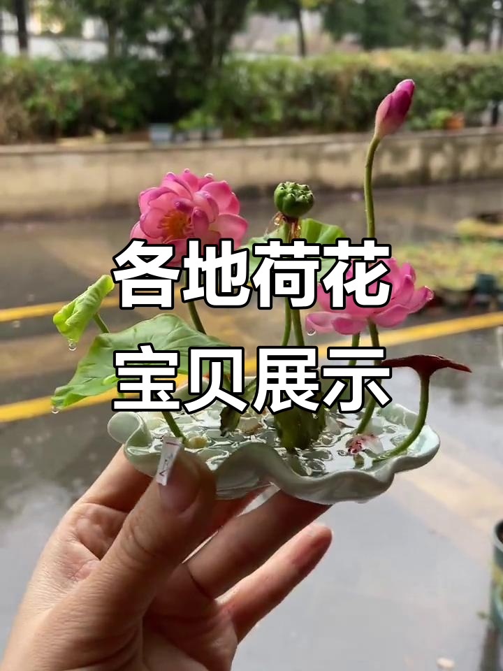 湖北、上海等地的荷花宝贝，鱼与荷花的完美结合