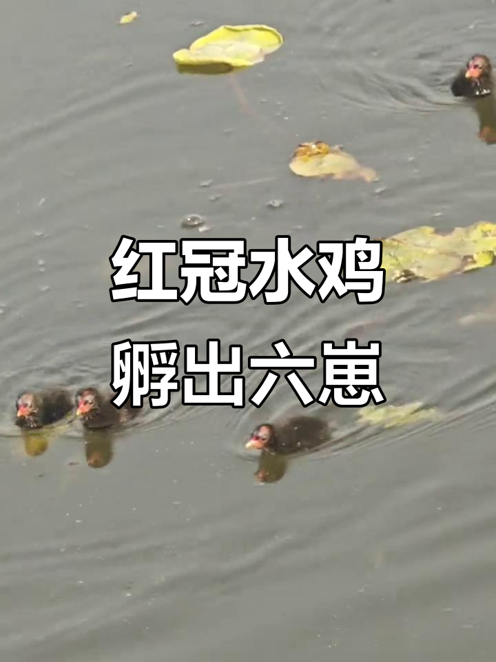 海岳开襟新建码头，红冠水鸡孵化六只小雏鸡