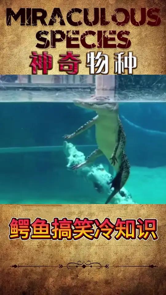 鳄鱼搞笑冷知识 鳄鱼竟然不会憋气?!动物动物的迷惑行为动物科普搞笑动物搞笑动物在抖音