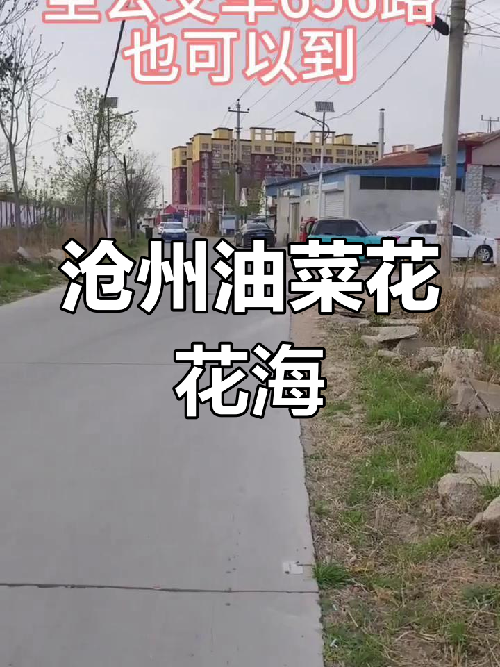 沧州市区油菜花海,姜庄子村不容错过