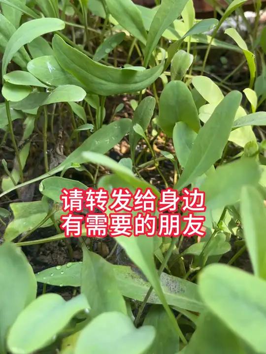 这种青草叫鸭舌草