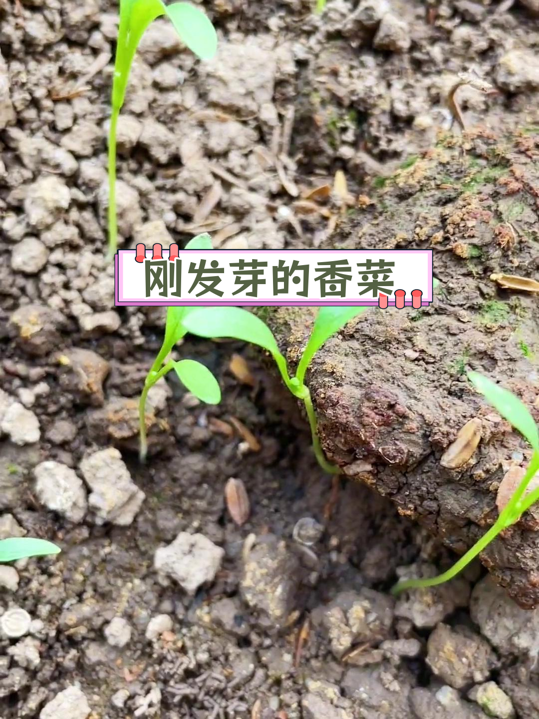 香菜苗期长啥样?