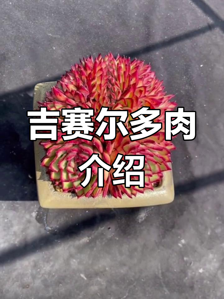 吉赛尔多肉:冬云系莲座形,叶尖红润秋冬更美
