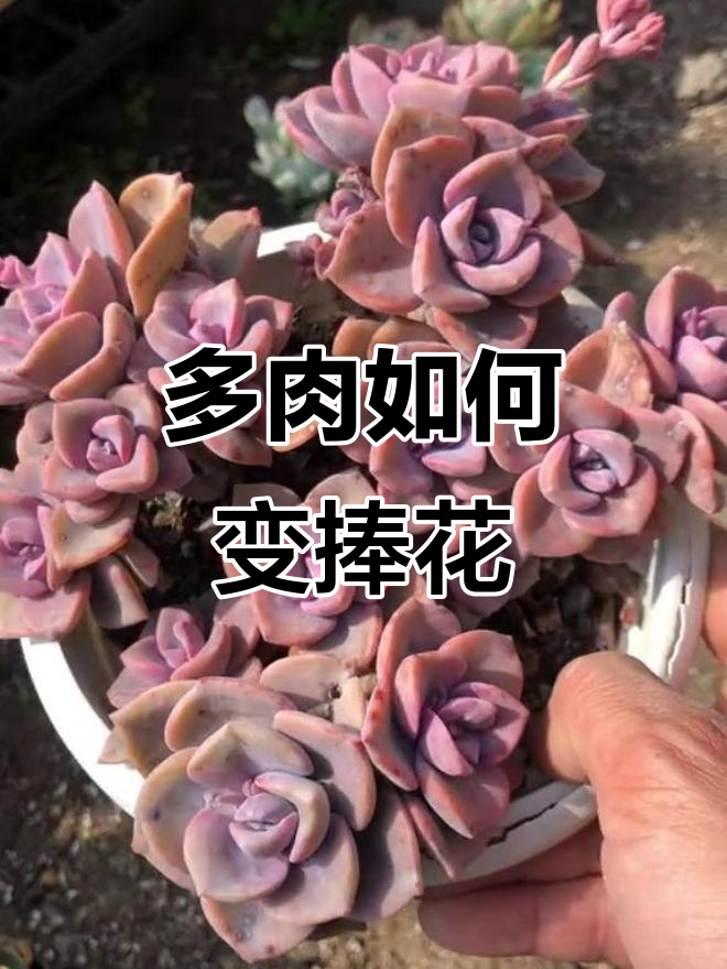 如何让多肉植物快速成群？砍头技巧大揭秘