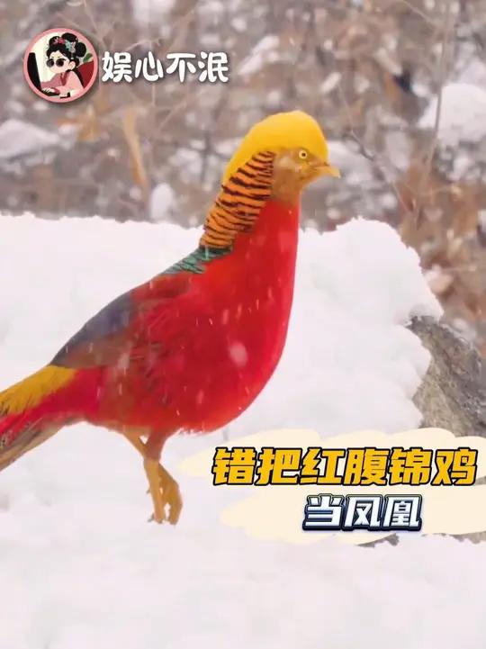 红腹锦鸡：呦玉米粒，九九成稀罕物 保护动物 红腹锦鸡养殖
