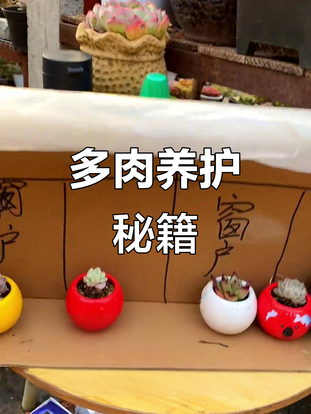 阳台多肉轻松养,自制小棚让色彩更鲜艳!