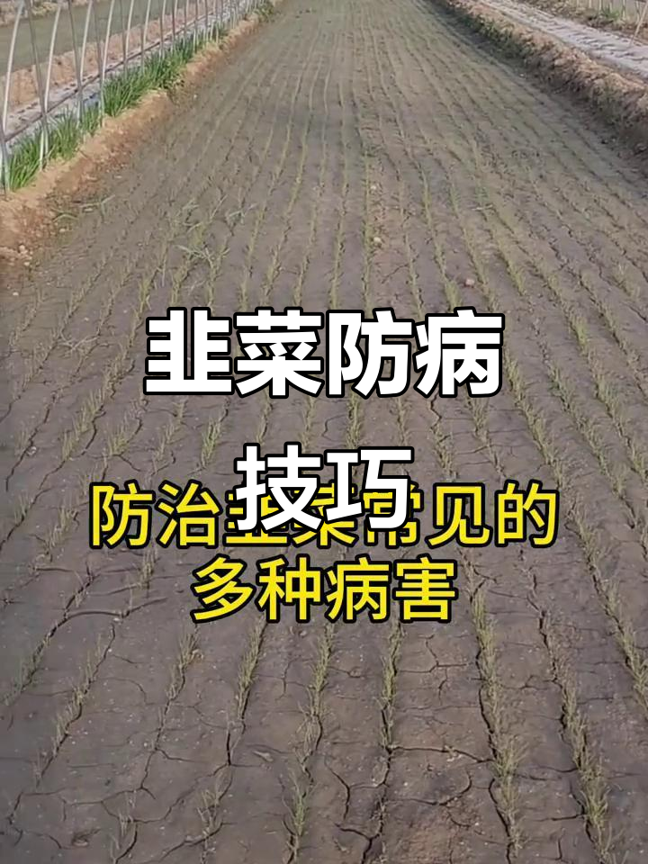 小韭菜出苗后,如何防止病害侵染?