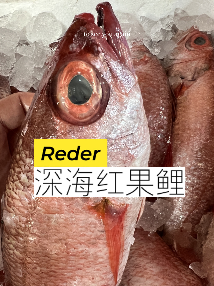 红果鲤|海鲜中的爱马仕,好看又高端的海鲜