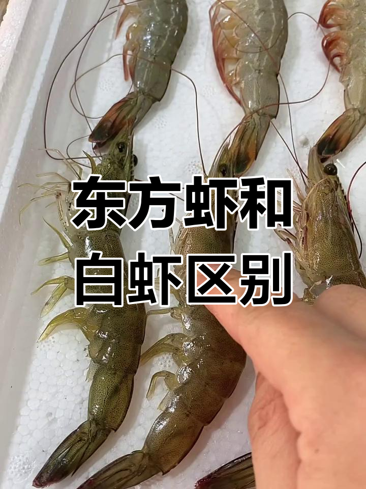东方虾与白虾的区别,哪个更胜一筹?