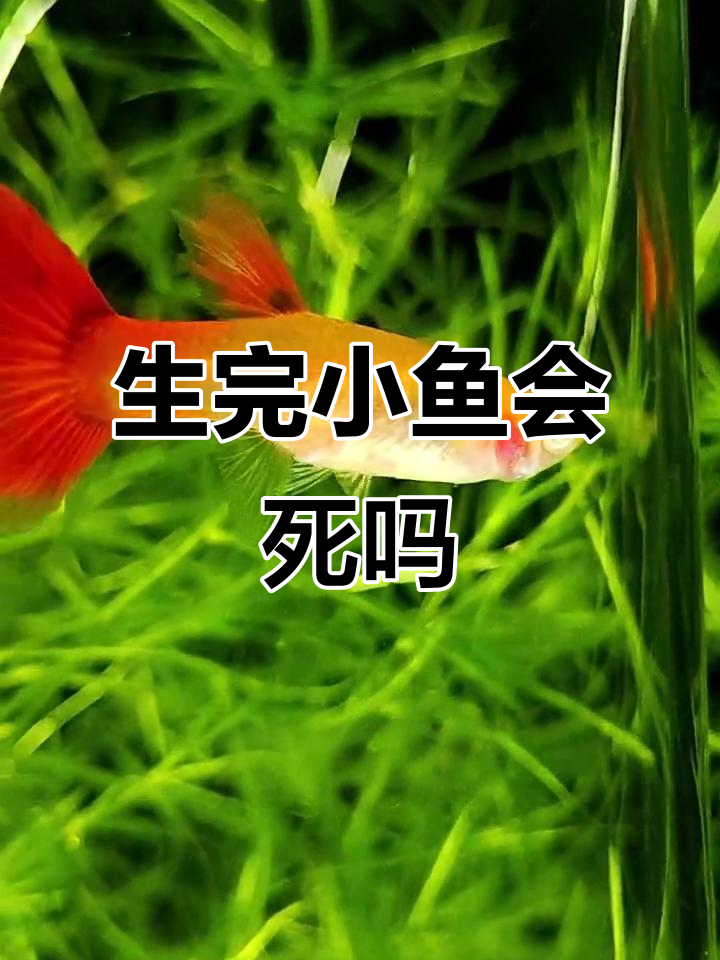 母鱼生完小鱼后肚子瘪了,会不会死掉?