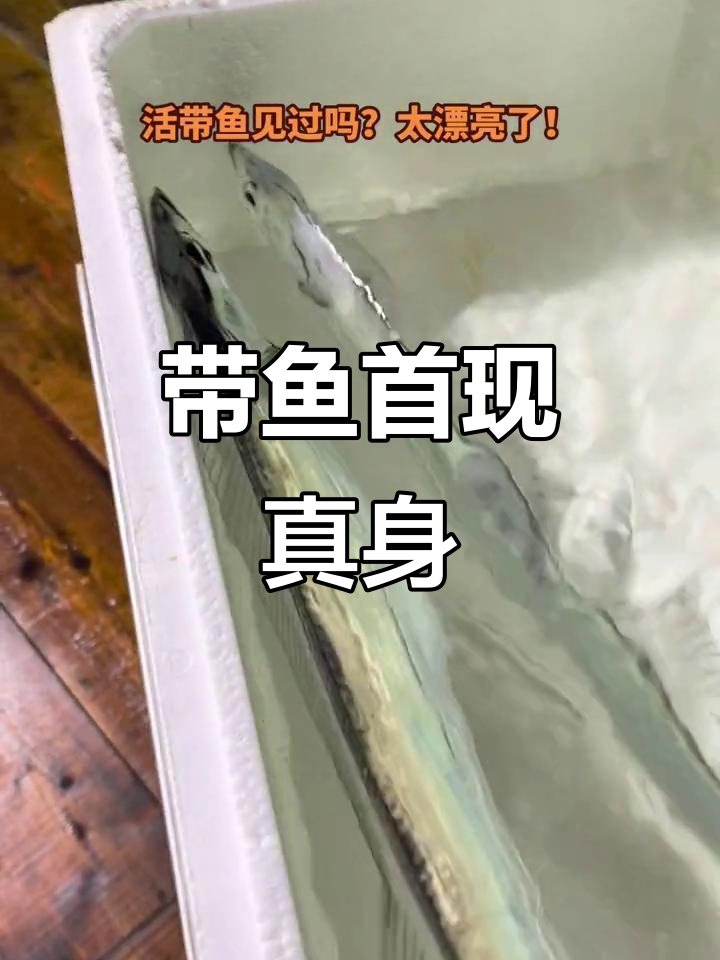 三年带鱼直播，首次见活物！仙气十足，惊艳全场
