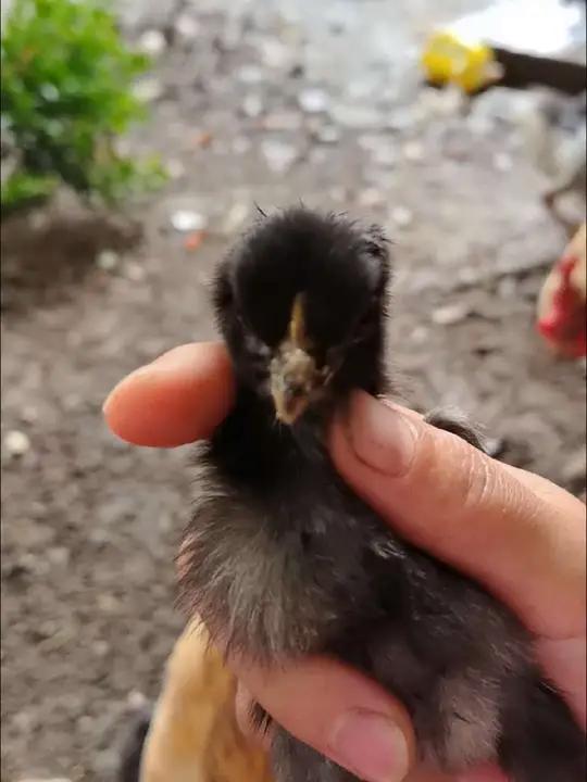 小鸡出壳的第十六天,发现有小鸡嘴巴和眼皮上长包了,有知道这是什么病的吗