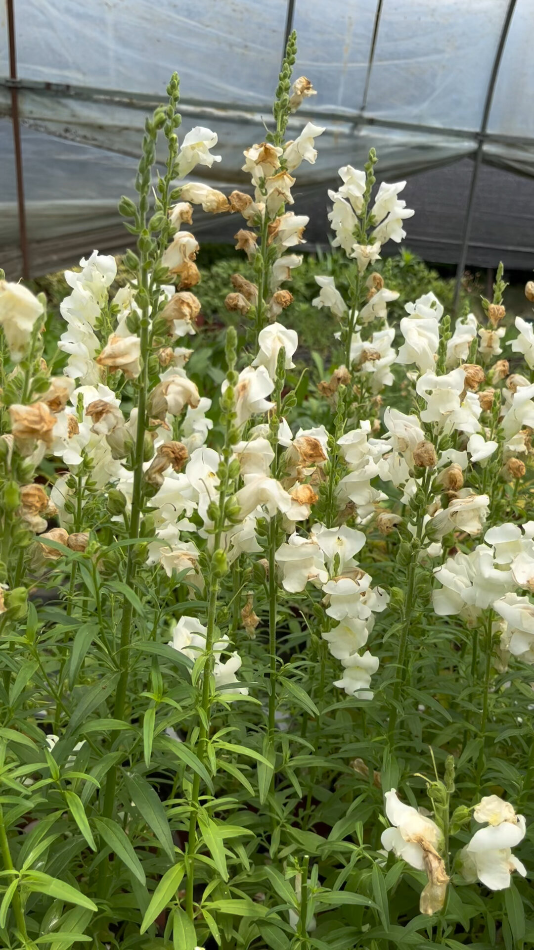 金鱼草,花败后,如何修剪?