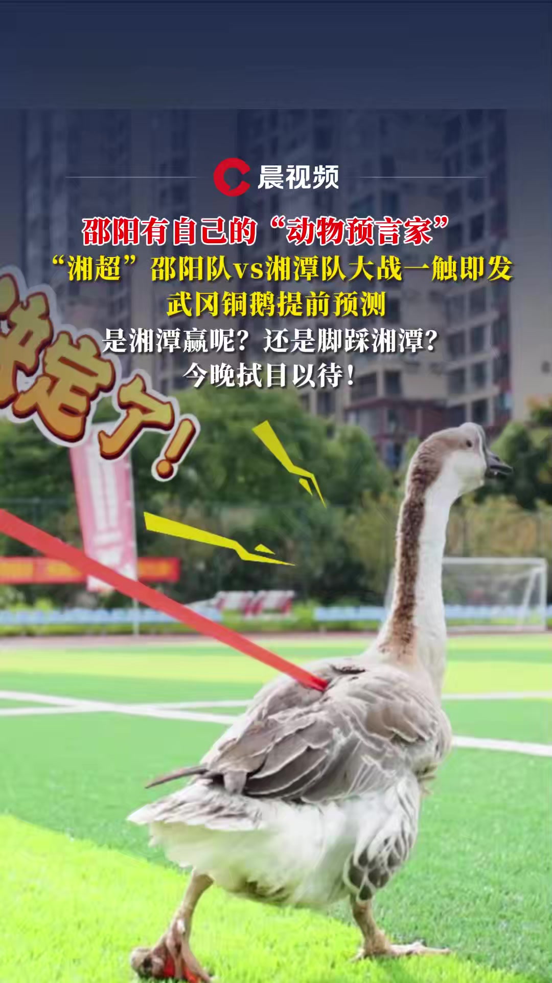 邵阳有自己的“动物预言家”!湘超邵阳队vs湘潭队大战一触即发,武冈铜鹅提前预测