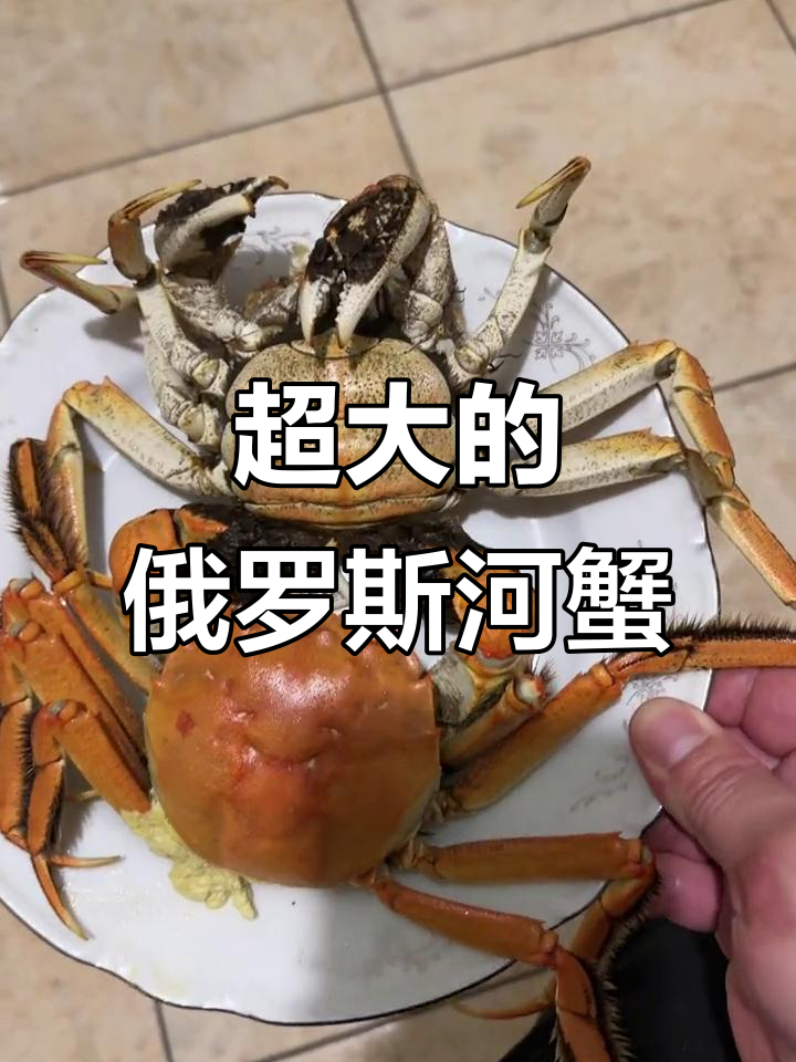 俄罗斯野生大河蟹,半斤重母蟹蒸煮超震撼