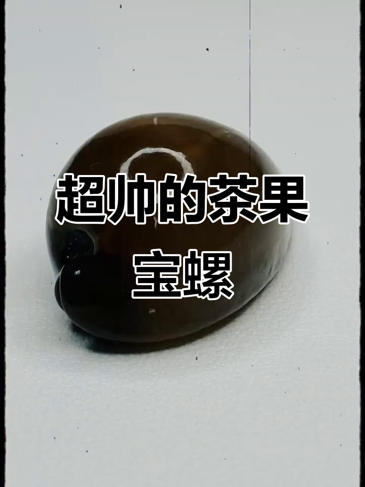茶果宝螺:超帅的海贝,你见过吗?
