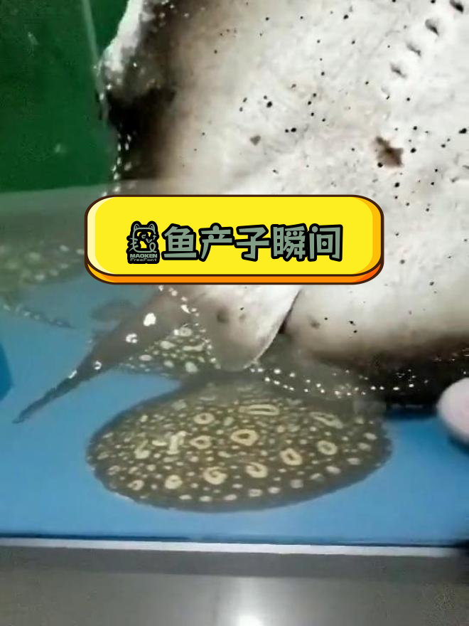 魟鱼产子全过程揭秘,千名鱼友共同学习繁殖技巧