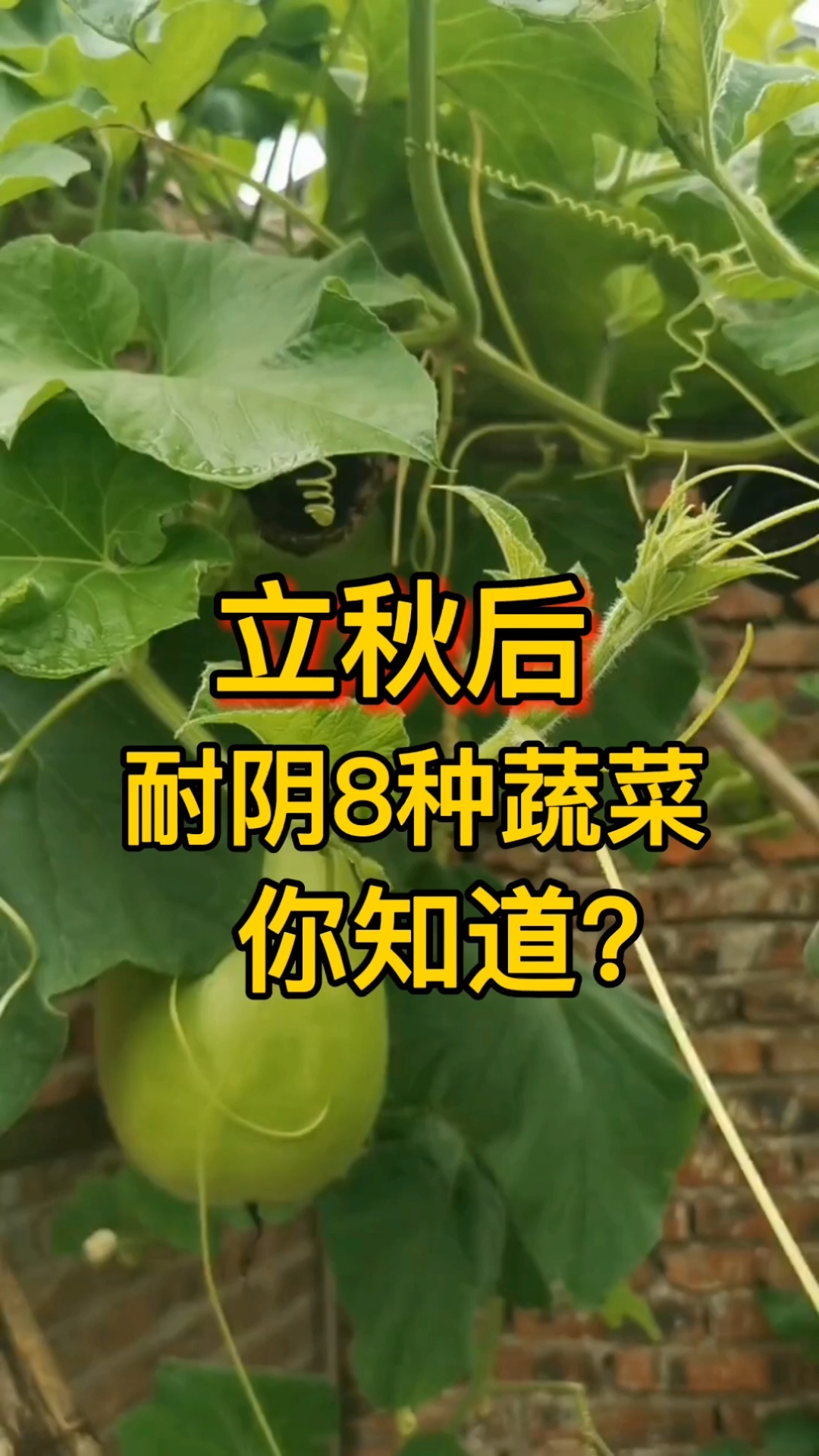 耐阴蔬菜你知道有哪些嘛