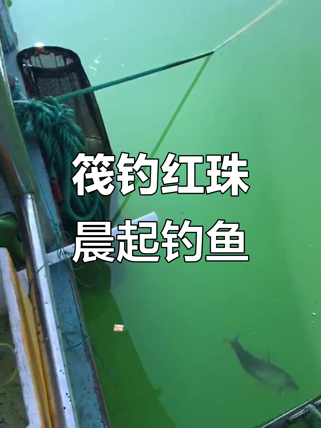 清晨鱼排钓红珠,两三斤大货等你挑战