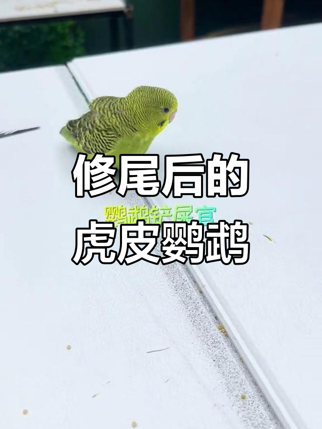 虎皮鹦鹉剪尾巴,竟然变小鸡了!