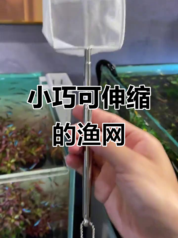神奇小鱼网,捞鱼不费力!