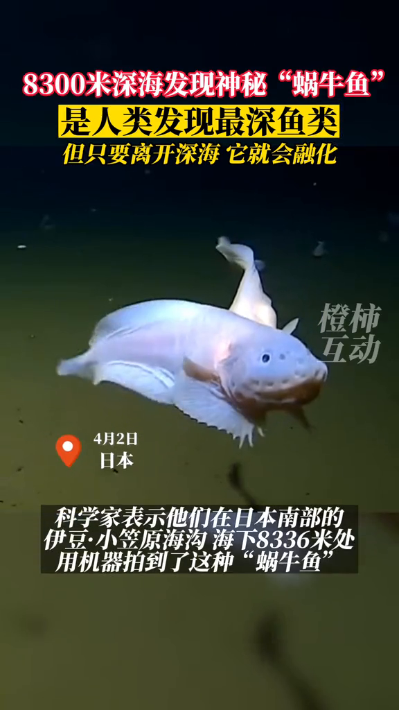 日本8336米深海发现怪鱼 “蜗牛鱼”