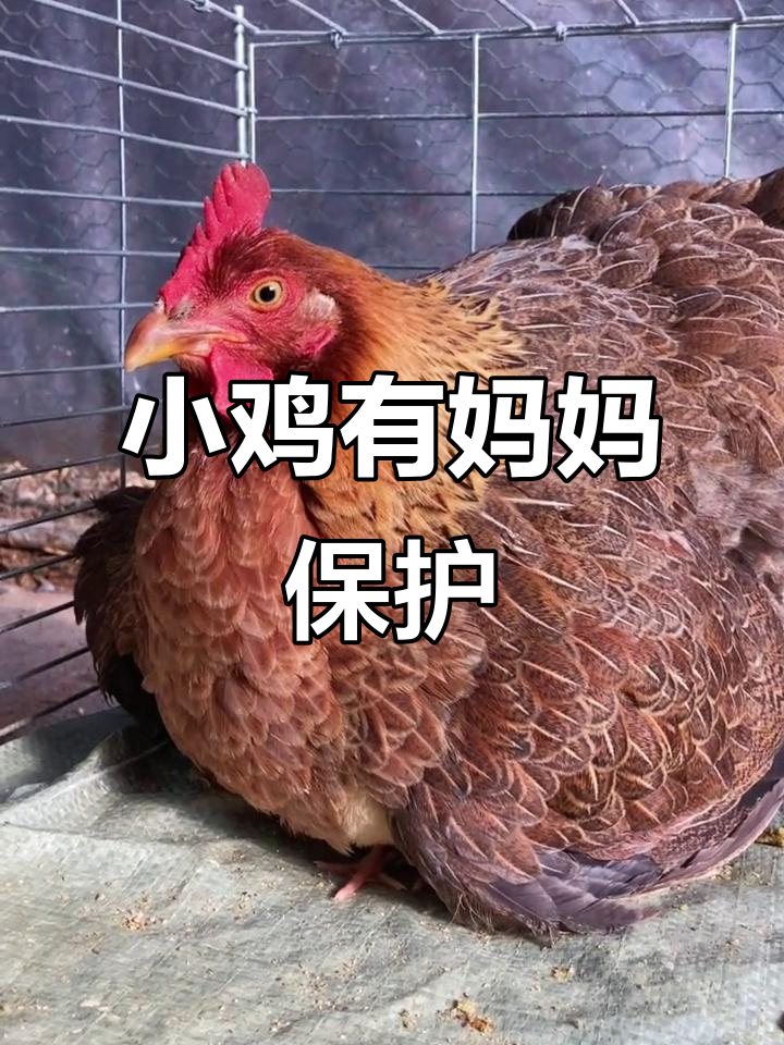 鸡妈妈守护小鸡,萌态十足