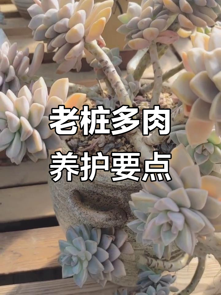 多肉老桩养护技巧：控水与施肥全攻略
