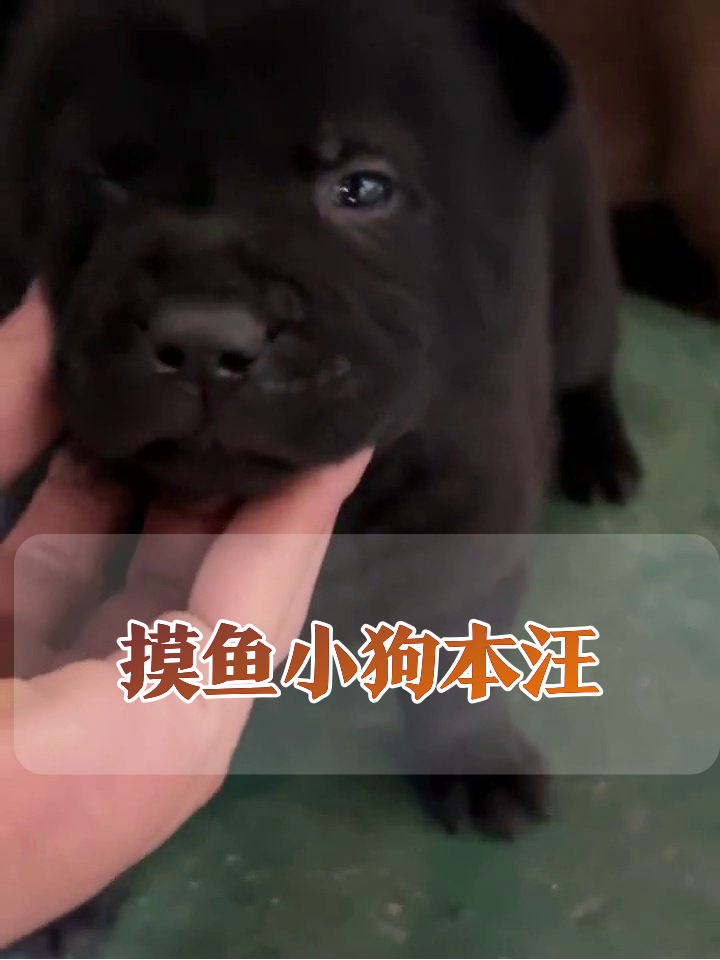 小黑狗被摸出表情包:被迫营业但超可爱!