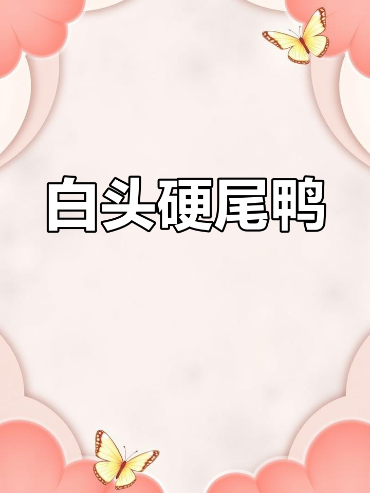 珍稀白头硬尾鸭的美丽与神秘