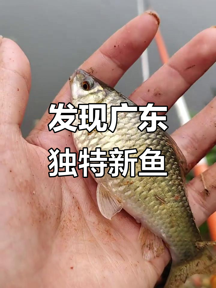 广东特有神秘鱼种,像鲫鱼的肚子大得惊人