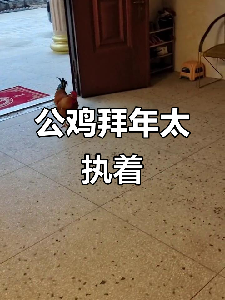 大公鸡拜年闯入我家，赶都赶不走
