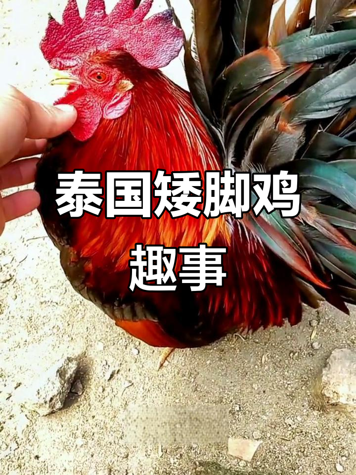 泰国矮脚鸡:玩转观赏与养殖的乐趣