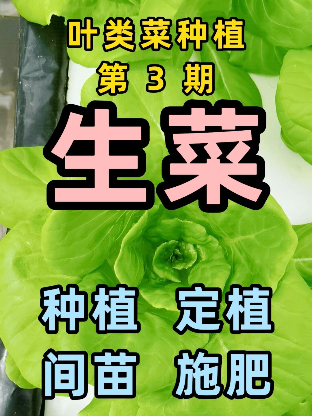 生菜的种植、定植、间苗、施肥,都讲全!