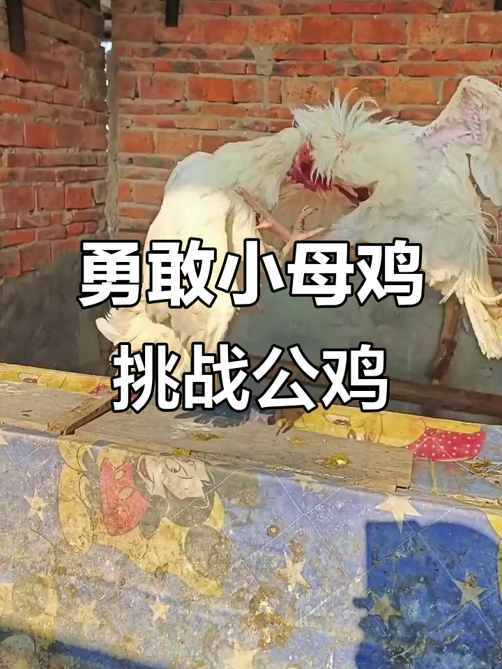 小母鸡勇斗公鸡，体力惊人不服输