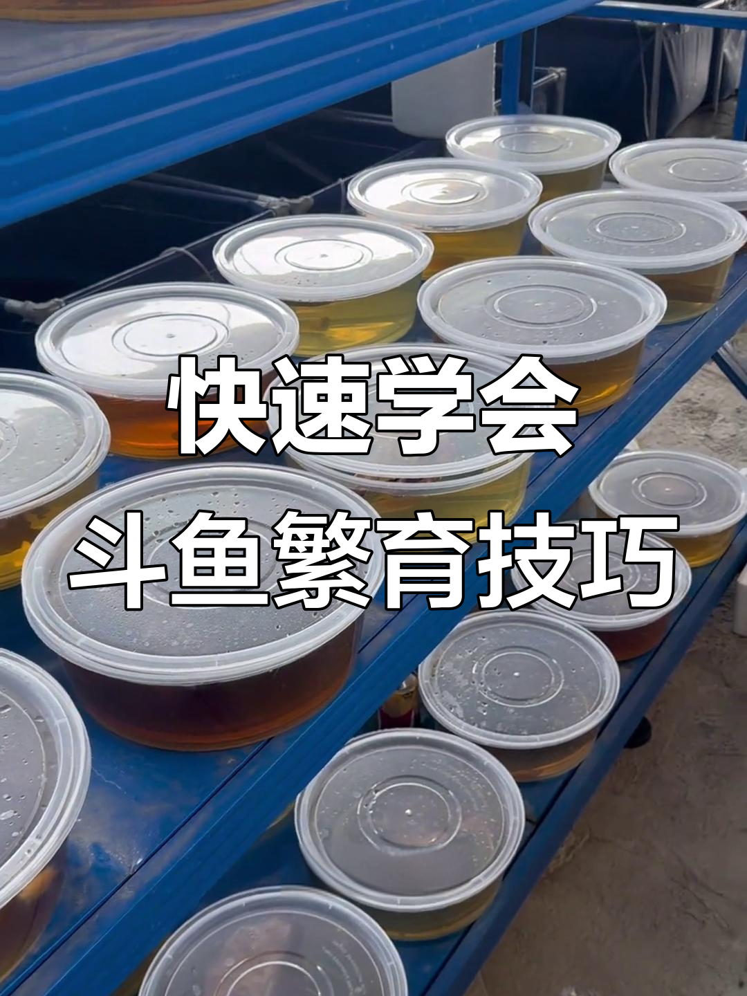 新手如何高效繁殖斗鱼?从黑箱子到仓盒子的转变