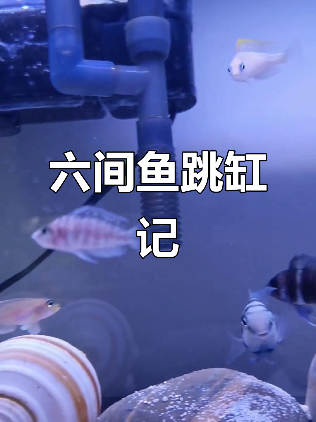 买了四条六间鱼,结果跳缸三条!崩溃了