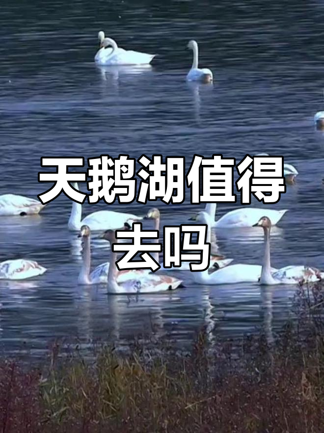 三门峡天鹅湖,真的是名副其实吗?