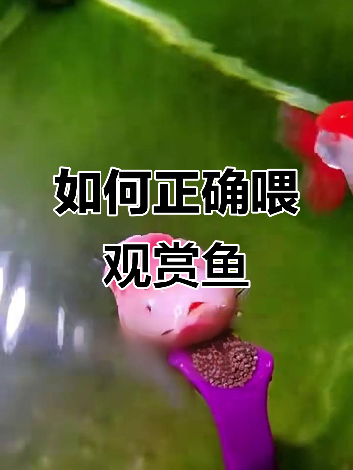 观赏鱼喂食频率大揭秘，如何科学投喂？