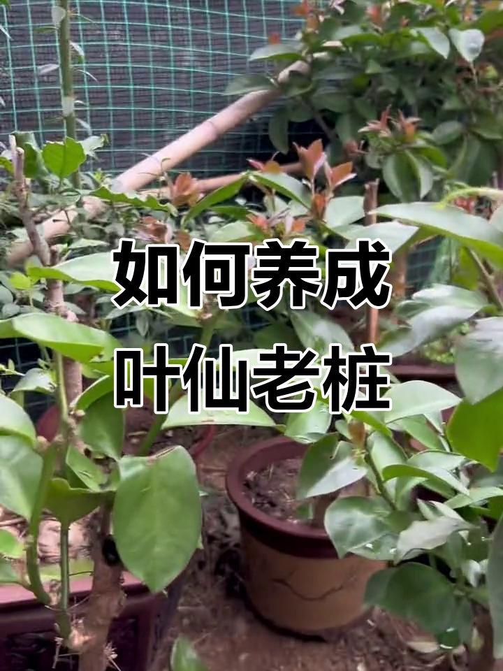 叶仙修剪技巧,打造完美老桩造型