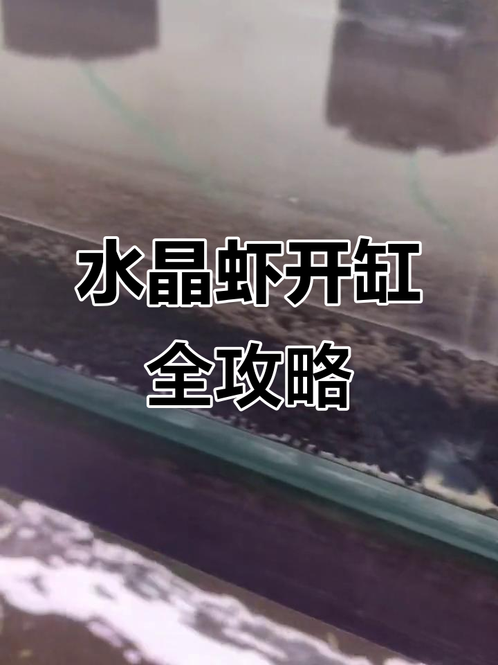 开缸技巧大揭秘:如何铺泥、注水,打造完美水晶虾环境