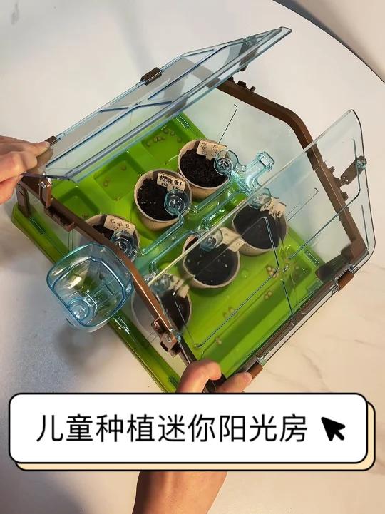 春天来了,陪孩子在家种个菜～让孩子体验亲自播种、浇水、发芽、长小苗,近距离观察植物的生长过