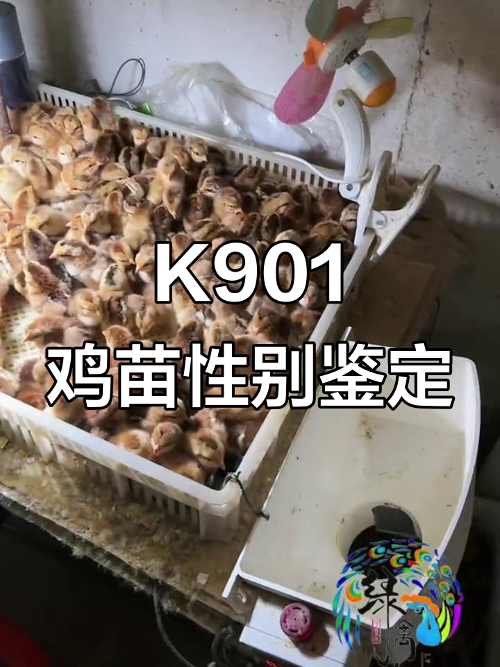 牛一样大的K901鸡苗,公母鉴别现场展示