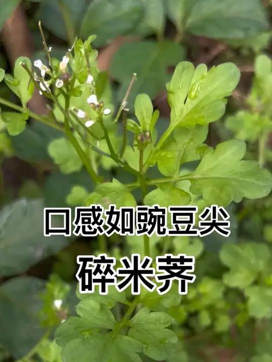十字花科——碎米荠 如果你觉得荠菜是野菜中的天花板,那口感比碗豆尖还要鲜嫩的碎米荠你可吃过
