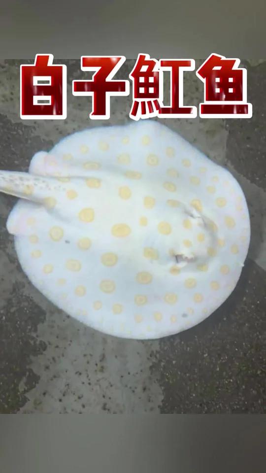 白子魟鱼