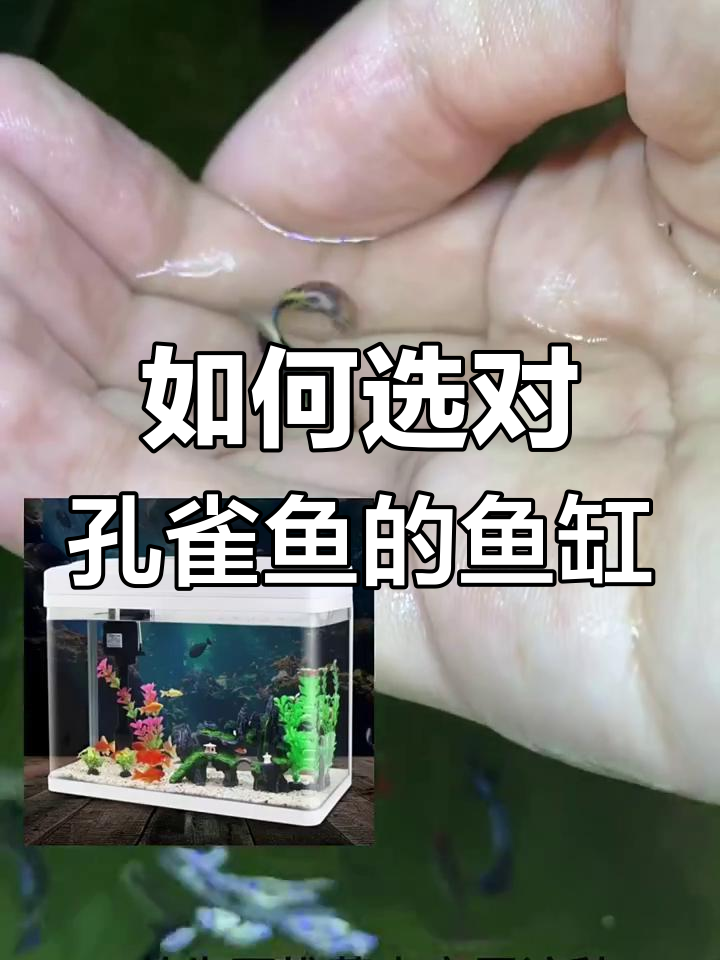 孔雀鱼养殖技巧:如何选择合适的鱼缸和避免常见问题