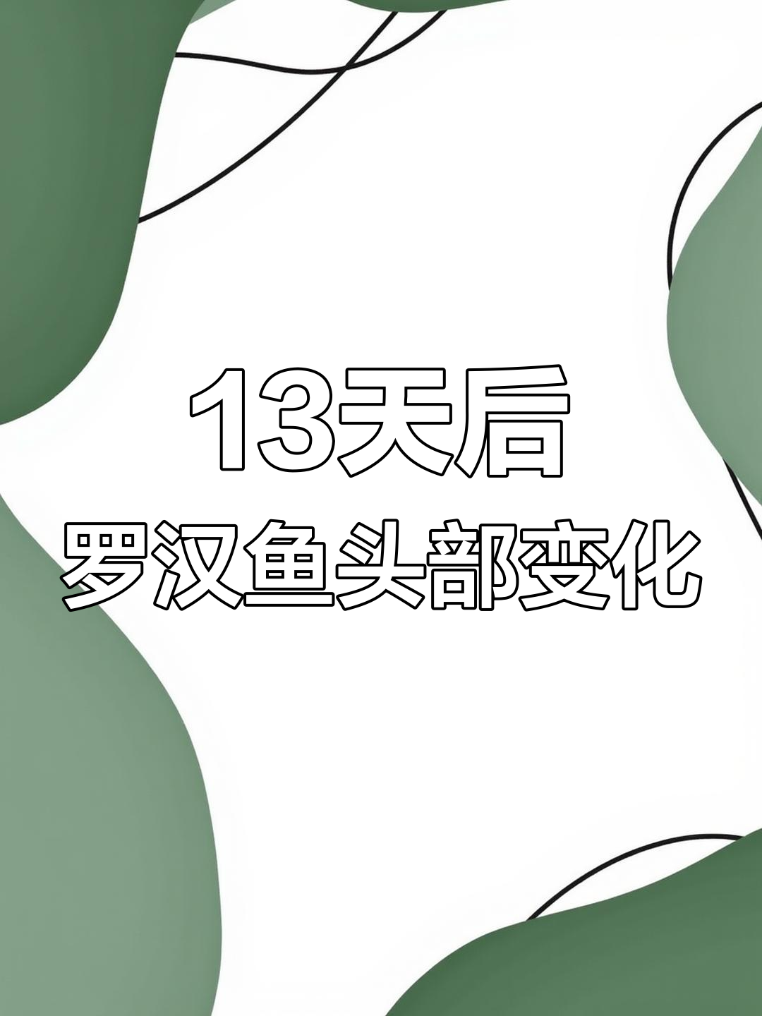 罗汉鱼13天起头效果显著