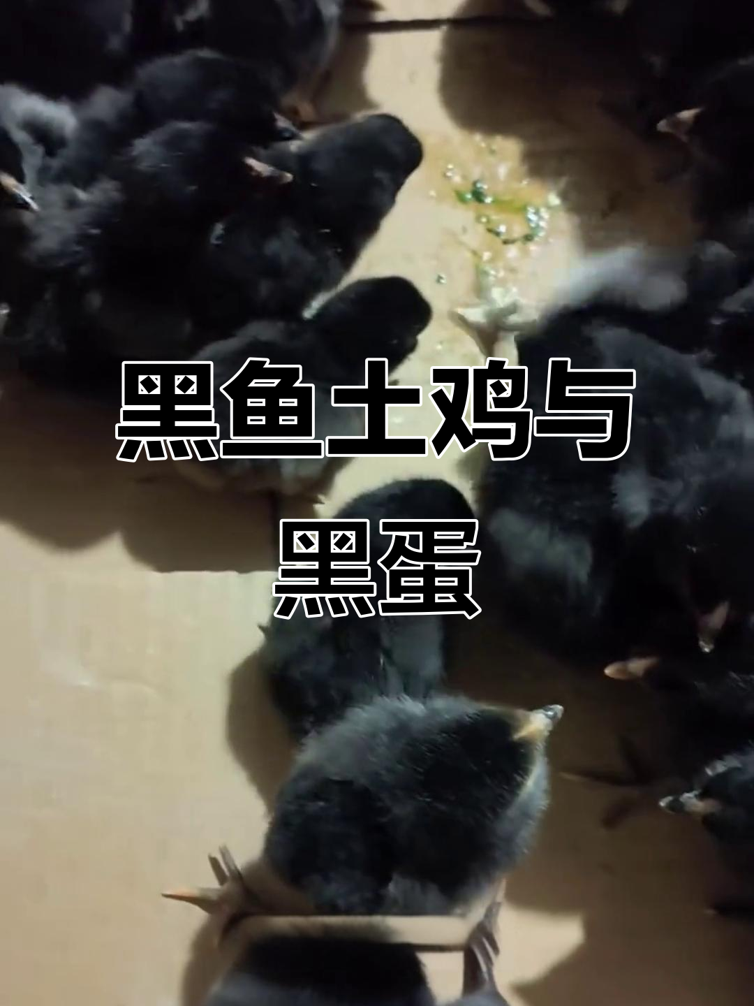 全身黑色无骨鸡，下的蛋也是黑的！这种原种黑鱼土鸡太神奇了