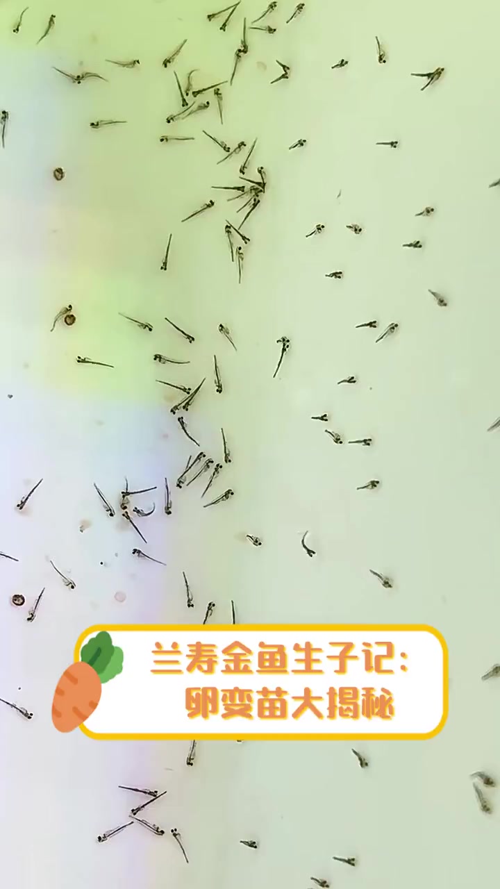 兰寿金鱼生子记:卵变苗大揭秘