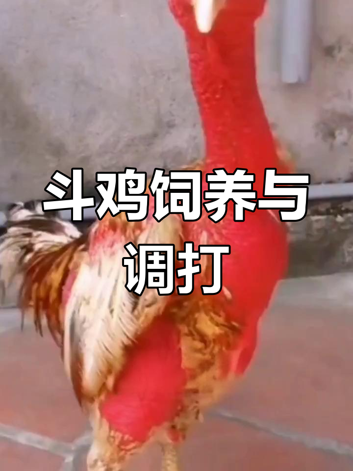 斗鸡训练与调打技巧,中药配方助力健康